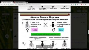 Биология 10 класс 36-37 неделя Сцепленное наследование признаков