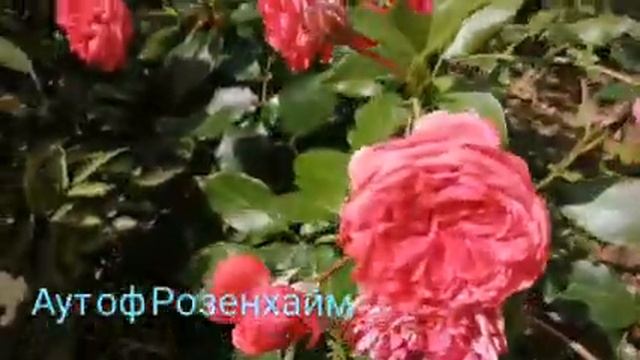 Розы с названиями сортов 2021г. Часть 4. смотреть онлайн