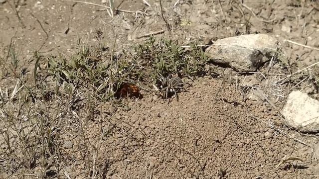 "Муха-цокотуха" наоборот.. смотреть онлайн