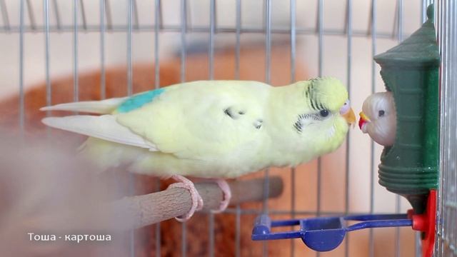 Тоша болтает со своей подружкой. Пение волнистого попугая смотреть онлайн