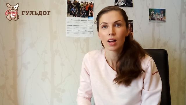 Бесплатный мастер-класс «Как сделать собаку послушной» смотреть онлайн