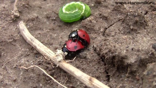 Смешные насекомые смотреть онлайн