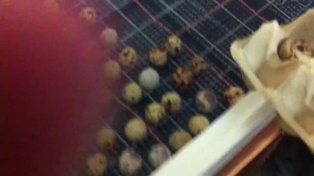 Закладка яиц в инкубатор смотреть онлайн