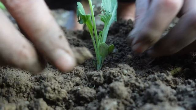 FULL VIDEO: 60 days to go to the market to sell ginger, chives and tangerines, buy puppy food смотреть онлайн