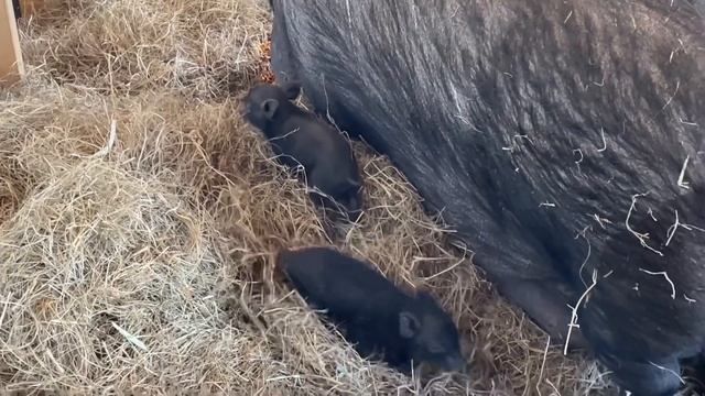 Peggy Pigs Piglets
