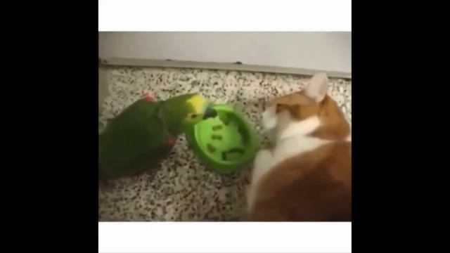 Самые смешные животные? смотреть онлайн