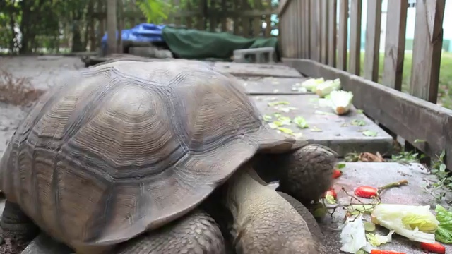 Ускоренный завтрак черепахи смотреть онлайн