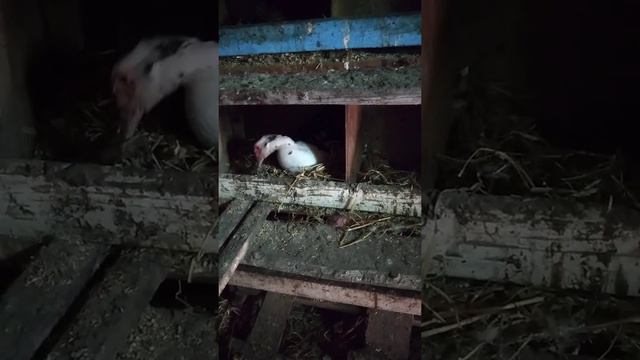 Индоутка мостит гнездо смотреть онлайн