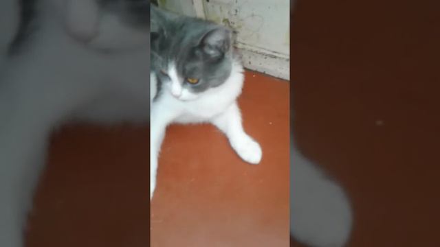 ГОВОРЯЩИЙ ХОМА И ПУШОК ПЬЮТ ЧАЙ С МОЛОКОМ смотреть онлайн