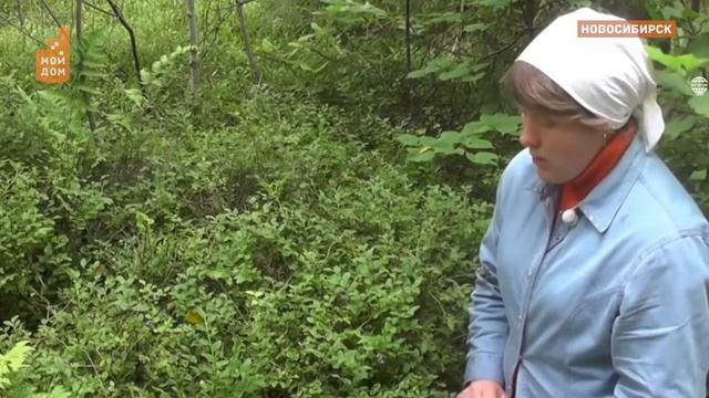 Ягода-малина нас к себе манила смотреть онлайн