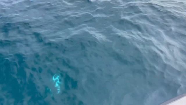 Рыбалка в ОАЭ , Абу-Даби. Ловля ОГРОМНОГО группера ( хамур ) и королевской макрели ( кингфиш ). смотреть онлайн