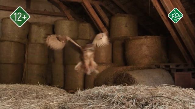 Анонс. Удивительная ферма смотреть онлайн