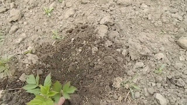 Как посадить малину весной || посадка малины весной видео || малина посадить || малина саженец смотреть онлайн