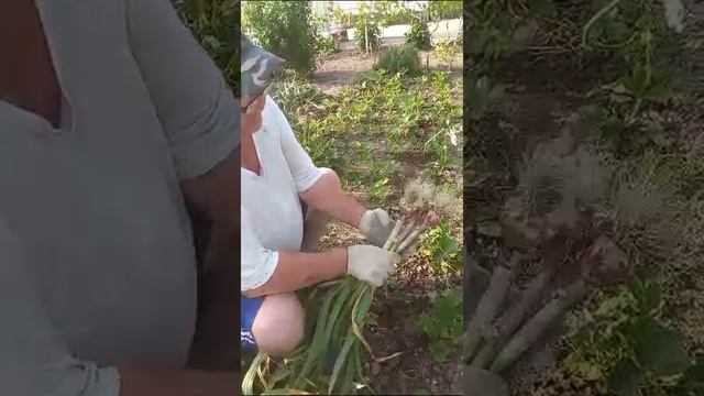 Посадка чеснока 2 смотреть онлайн