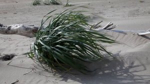 Ветер на берегу