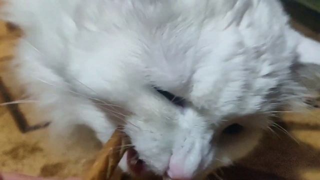 как на вкус мясные колбаски - лакомства для кошек бренда Деревенские лакомства ✌️ смотреть онлайн