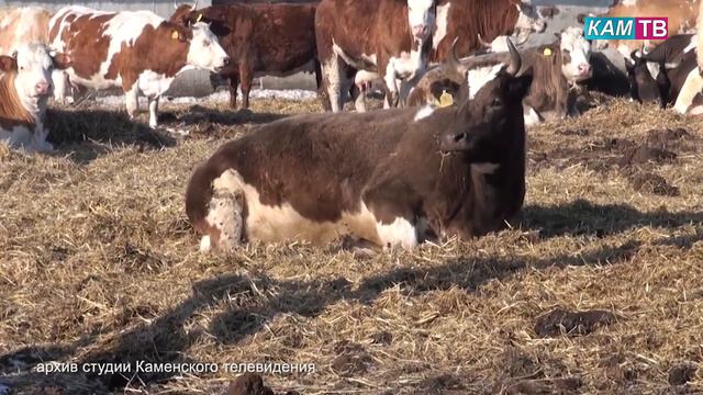 Каменский район с рабочим визитом посетил министр сельского хозяйства Пензенской области смотреть онлайн