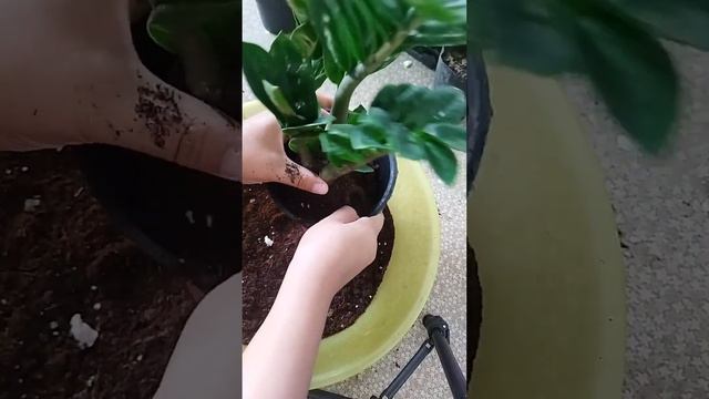 Зензи доллар гүлін бөліп отырғызу! смотреть онлайн