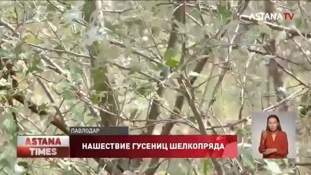 Нашествие шелкопряда: гусеницы уничтожают павлодарские леса и насаждения смотреть онлайн
