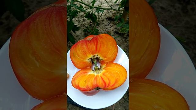 Сорт, який вражає смаком! Ананасне бичаче серце (Pineapple Oxheart) смотреть онлайн