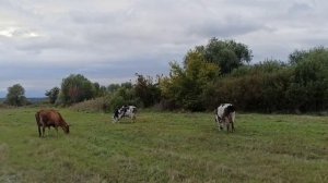 какую корову выбрать для себя в хозяйство !!