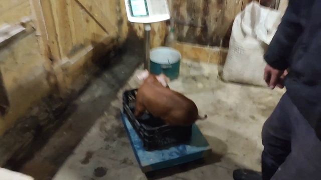 яку породу свиней держать для себе//забрав поросят від свиноматкі смотреть онлайн