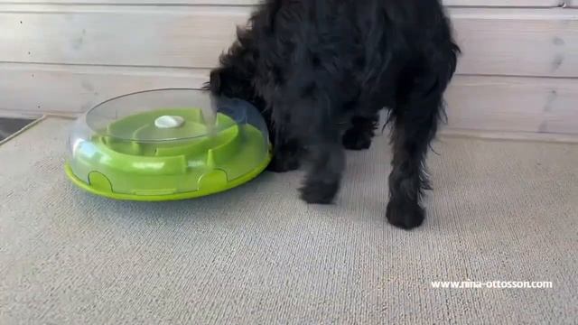 Миска-головоломка для медленного поедания корма Petstages Wobble Bowl для собак смотреть онлайн