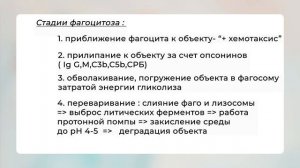 Что такое Фагоцитоз?