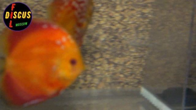 Заселение супер аквариума дискусами