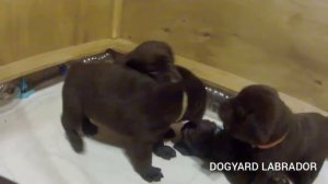 Щенки лабрадора 1 месяц