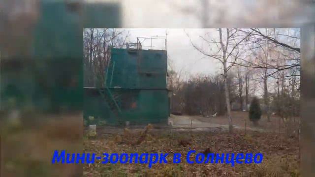 Мини-зоопарк в Солнцево смотреть онлайн
