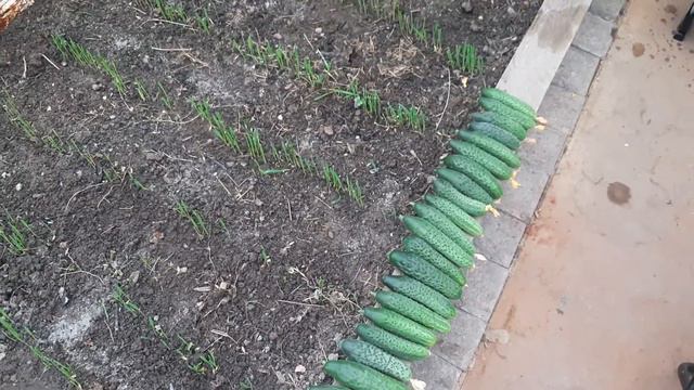 Обзор теплицы 28.09.22 смотреть онлайн