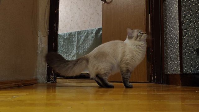 Микотка проснулась и стала носиться смотреть онлайн