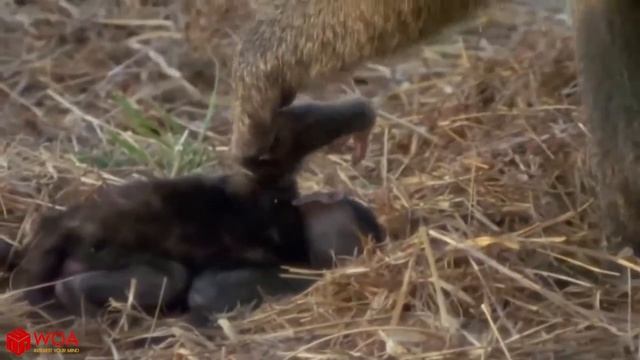 Малыш бабуина не может убежать от гепарда атаки при уходе матери смотреть онлайн