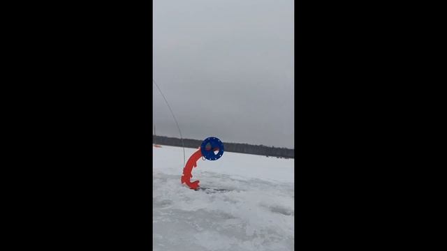 РЫБАЛКА НА РОТАНА ПО ПЕРВОМУ ЛЬДУ 2023-2024 НА ЖЕРЛИЦЫ И МОРМЫШКУ! смотреть онлайн