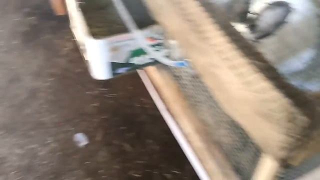 Новые кролики, калифорнийские, полтавское серебро. смотреть онлайн