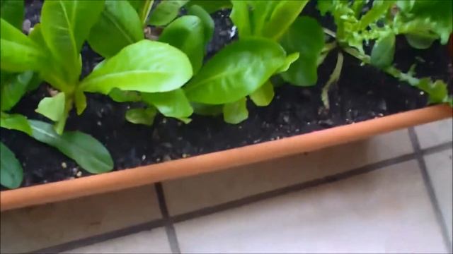 Potted Vegetable Veranda Garden With Amazing Harvests смотреть онлайн