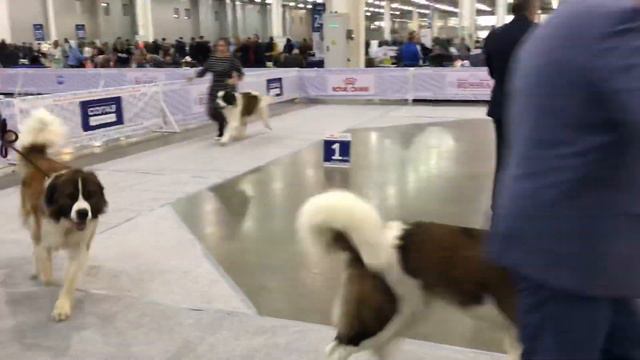 сравнение на ЛПП смотреть онлайн