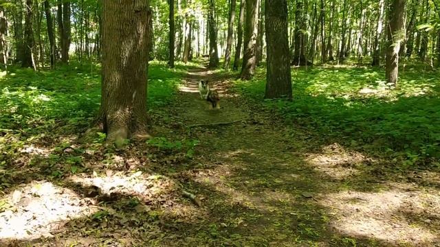 Влог! Прогулка! Кира с классом в батутном центре! смотреть онлайн