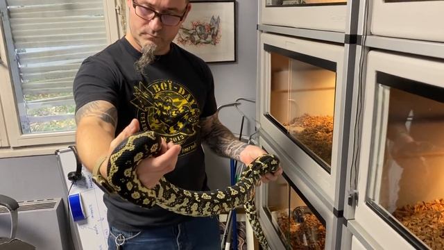 Le python tapis des jungles Morelia spilota cheynei, l'emblème du BoïDay смотреть онлайн
