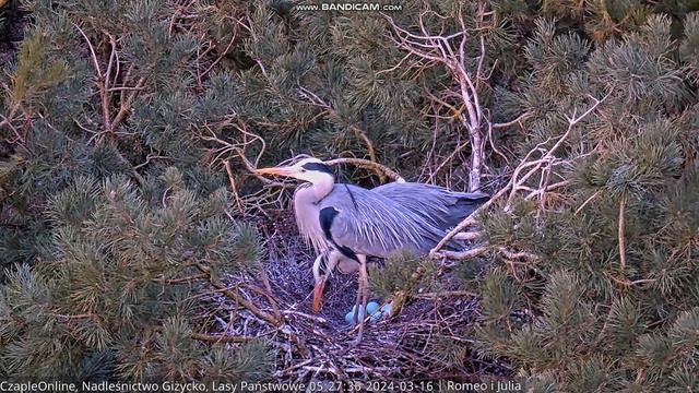 Herons in Giżycko Forest District, Poland, ROMEO 🥚x 5🤩 JULIA, 2024/03/16 смотреть онлайн