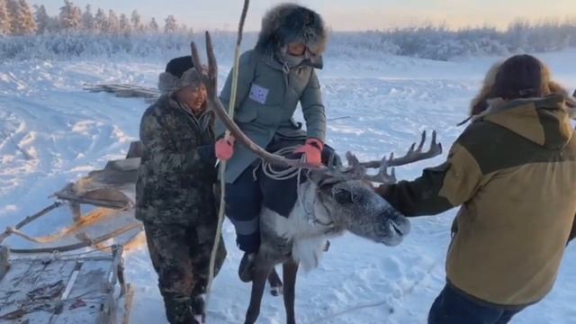 Школа каюра. Учимся искусству погонщика оленей. Покорители Холода - Cold Conquerors. смотреть онлайн