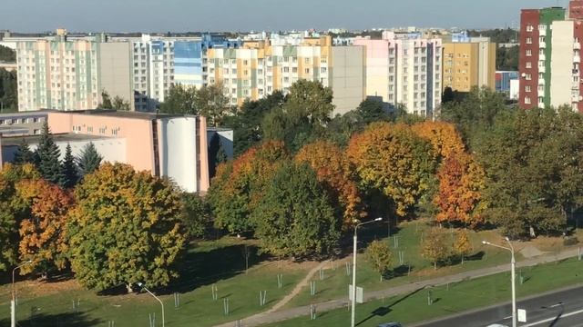 Подготовила цветы на лоджии к зиме?Пеларгонии после обрезки. смотреть онлайн