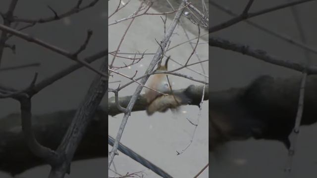 белка в районе Москвы смотреть онлайн