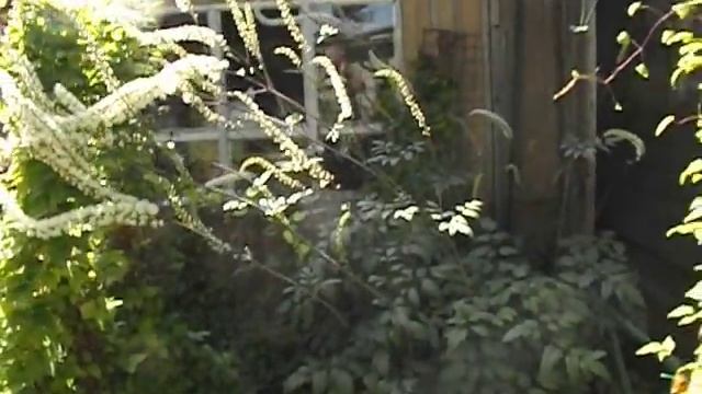 Клопогон ( Cimicifuga ) - медоносы Приусадебного участка смотреть онлайн