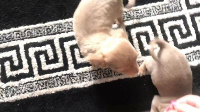 BRINGING MY BABY CHIHUAHUA HOME!! смотреть онлайн
