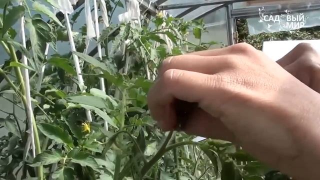 Как ускорить созревание помидор. Сайт "Садовыймир" смотреть онлайн