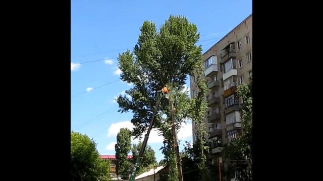 Удаление старых тополей во дворе смотреть онлайн