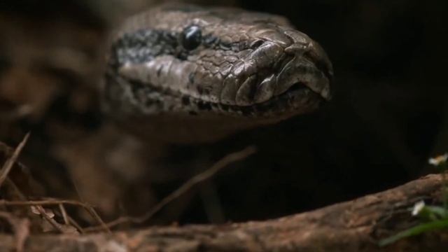 Высиживают ли змеи яйца? Рубрика - Причуды природы смотреть онлайн