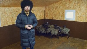 Обзор Романовской породы овец. Наконец-то я купил овец на племя. Мой опыт разведения.
